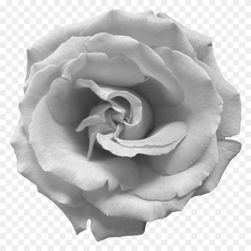 826x825 Черно-Белая Роза, Роза, Цветок, Растение Hd Png Скачать