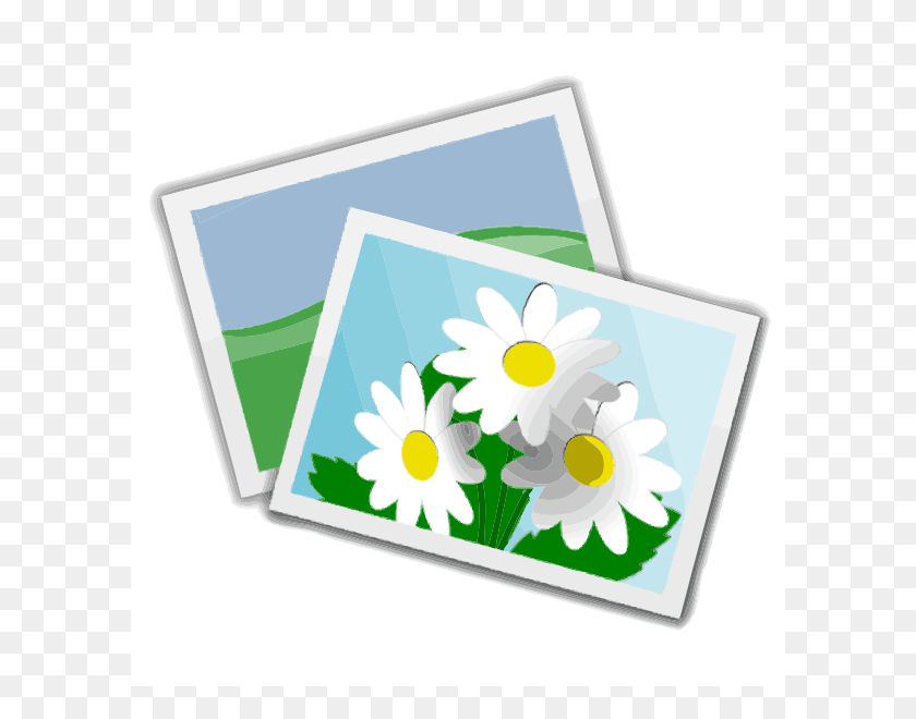 600x600 Черно-Белая Фотография Клипарт, Растение, Ромашка, Цветок Hd Png Скачать