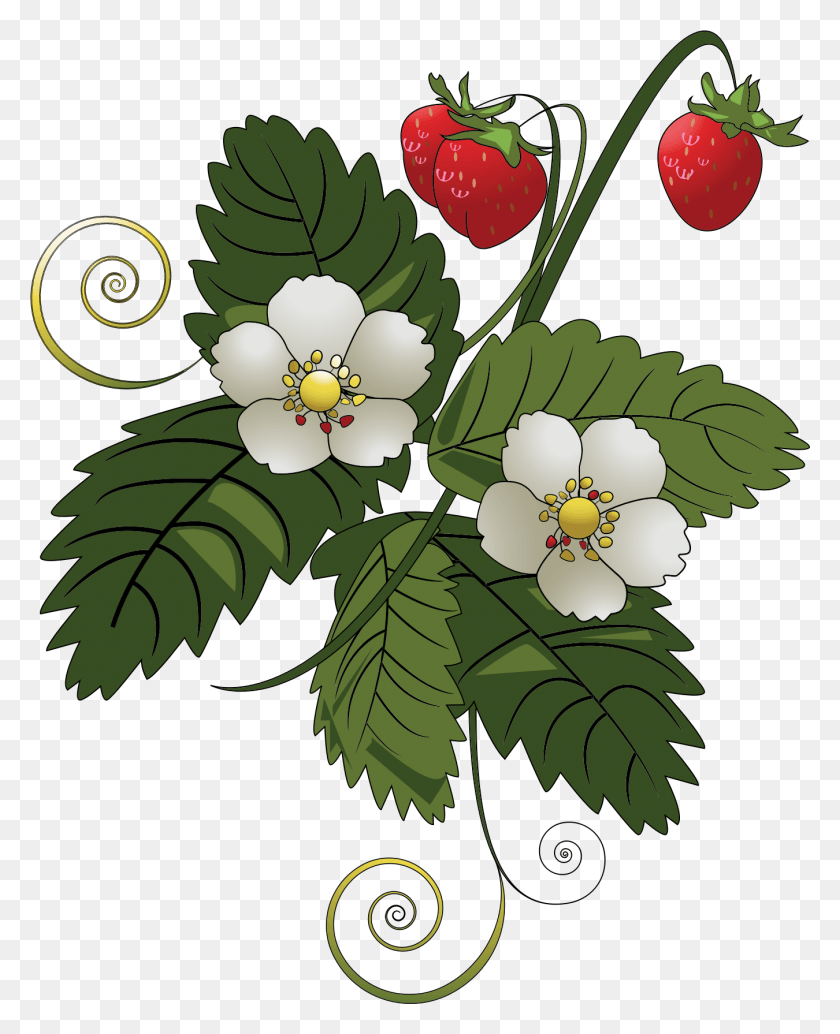 1350x1687 Black And White Strawberries Clipart Jpeg Strawberry Plant Vector, Graphics, Floral Design HD PNG Download