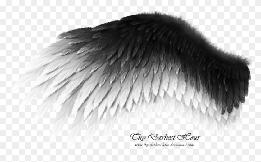901x535 Black And White Wings Black And White Feather Wings, Bird, Animal HD PNG Download