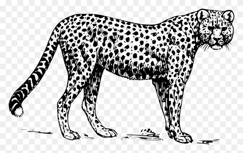 960x578 Black And White Zoo Leopard Clip Art Black And White, Gray, World Of Warcraft HD PNG Download
