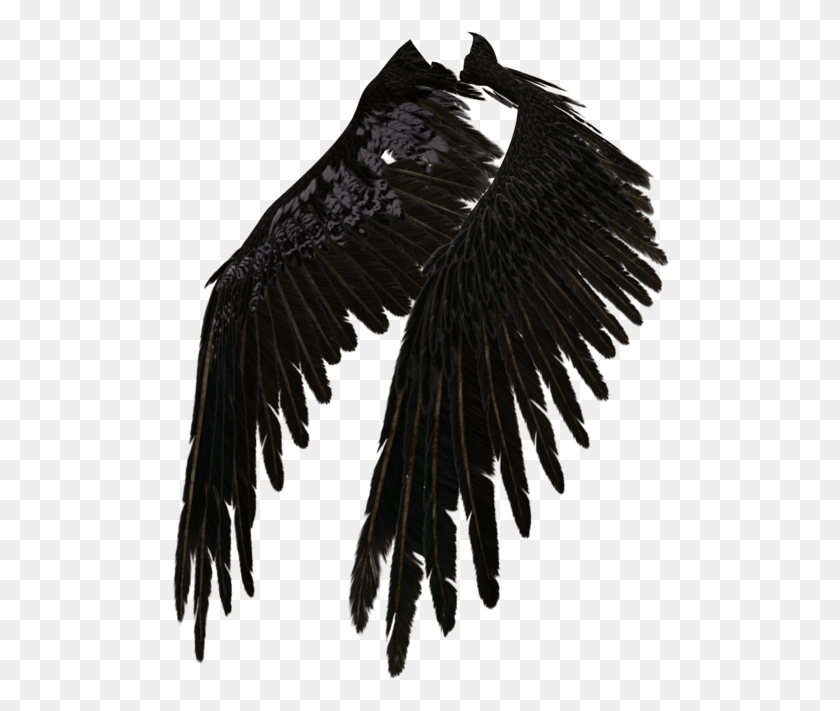 498x651 Black Angel Wings Black Angels Tumblr Photo Crow Wings, Águila, Pájaro, Animal Hd Png Download