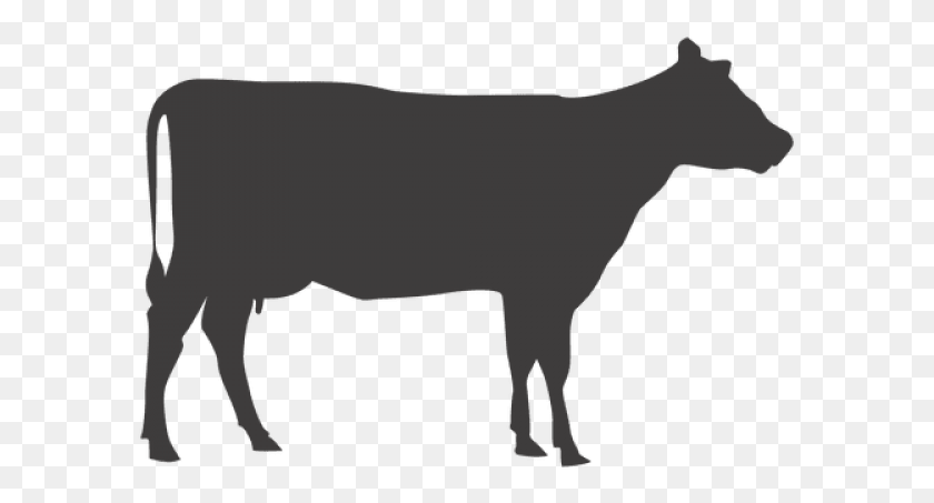 593x393 Black Angus Bull Silhouette, Mammal, Animal, Goat HD PNG Download