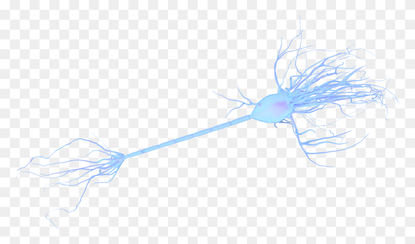 1862x1039 Black Background Neuron Image No Background, Animal, Root, Plant HD PNG Download