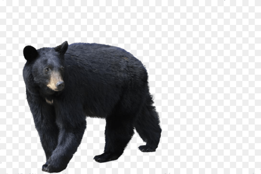 850x566 Black Bear, Animal, Mammal, Wildlife, Black Bear PNG