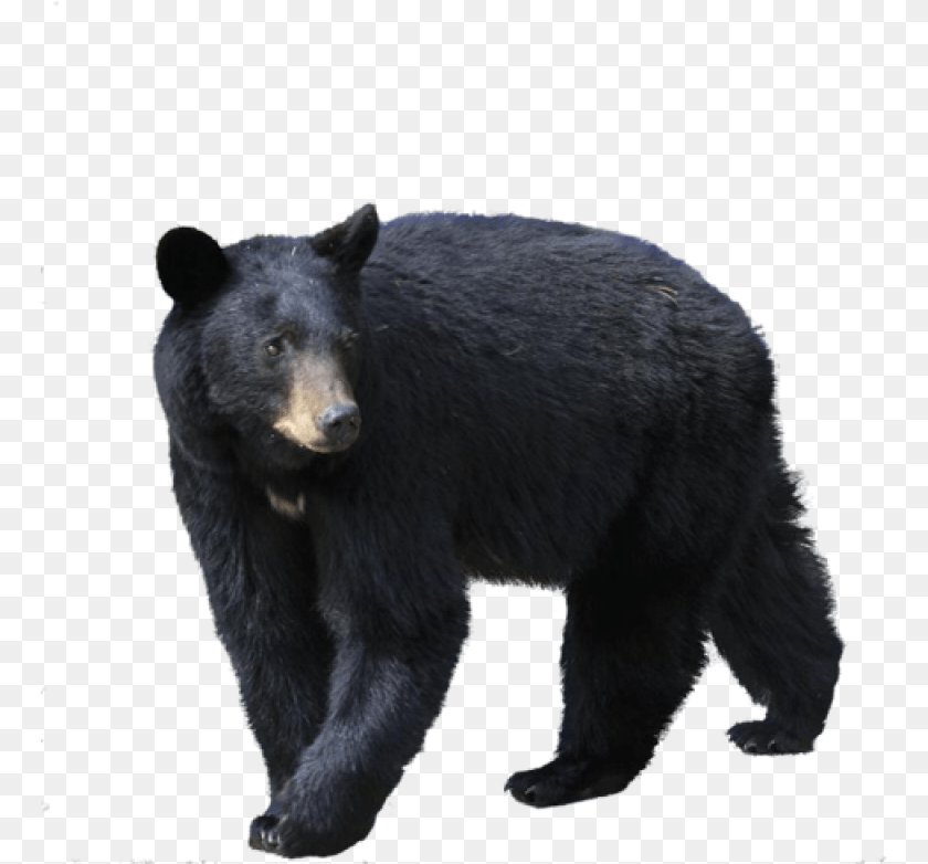 Black Bear Black Bear, Animal, Mammal, Wildlife, Black Bear PNG