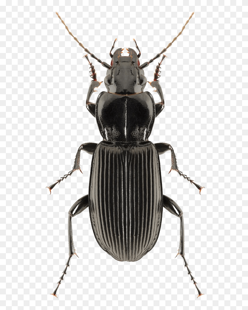 561x993 Black Beetle Clipart Beetle, Animal, Insect, Invertebrate HD PNG Download