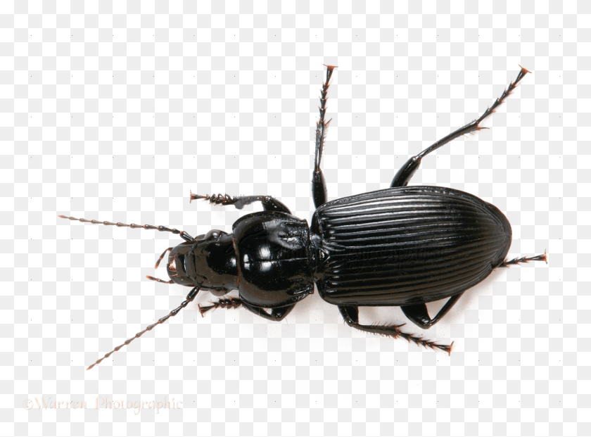1350x971 Black Beetle File Black Ground Beetle Uk, Insect, Invertebrate, Animal HD PNG Download