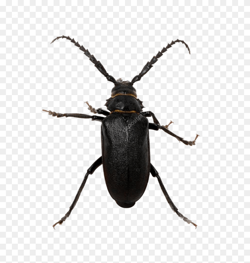 967x1024 Escarabajo Negro Pic Longhorn Beetle, Insecto, Invertebrado, Animal Hd Png