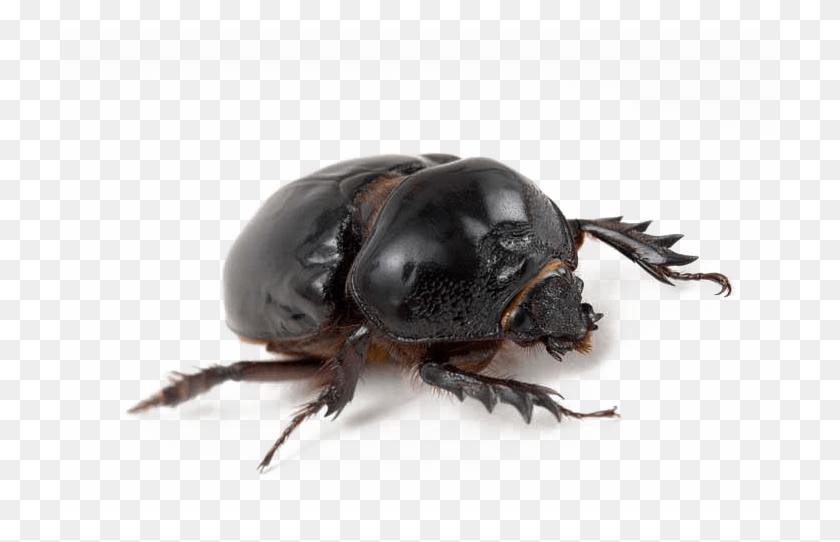 725x482 Black Beetle Transparent Dung Beetle, Invertebrate, Animal, Insect HD PNG Download