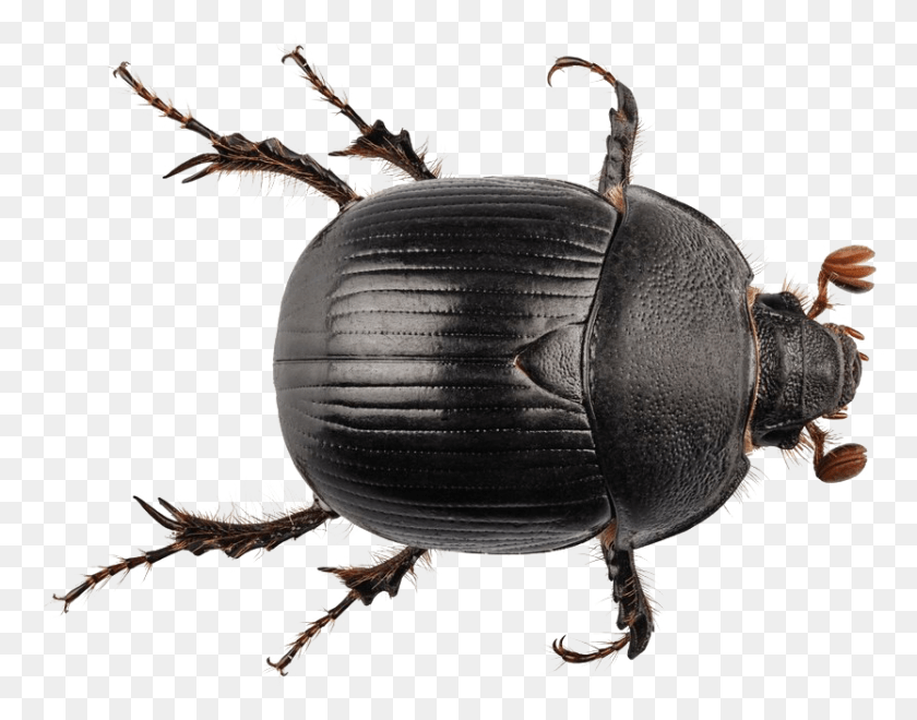 833x641 Black Beetle Transparent Earth Boring Dung Beetle, Insect, Invertebrate, Animal HD PNG Download