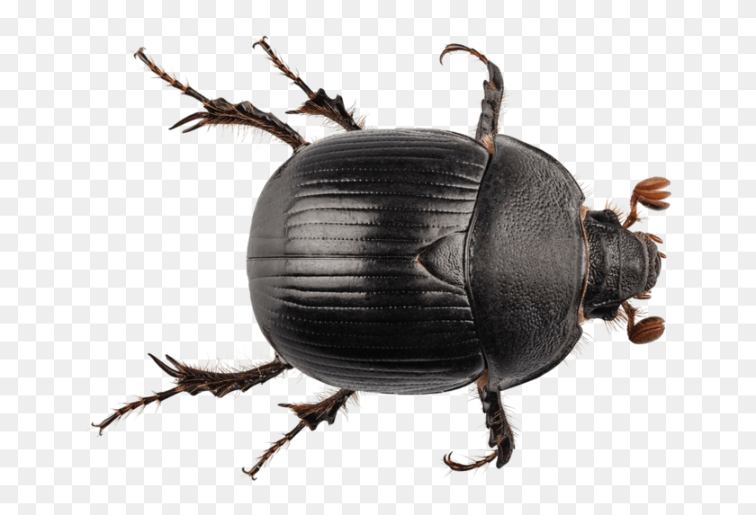 667x513 Black Beetle Transparent Earth Boring Dung Beetle, Animal, Invertebrate, Insect HD PNG Download