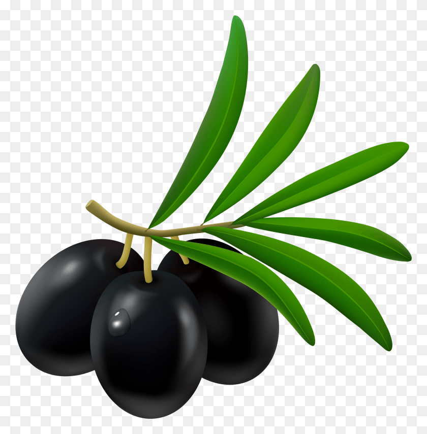 2867x2925 Black Best Web Olives Clipart, Plant, Fruit, Food HD PNG Download