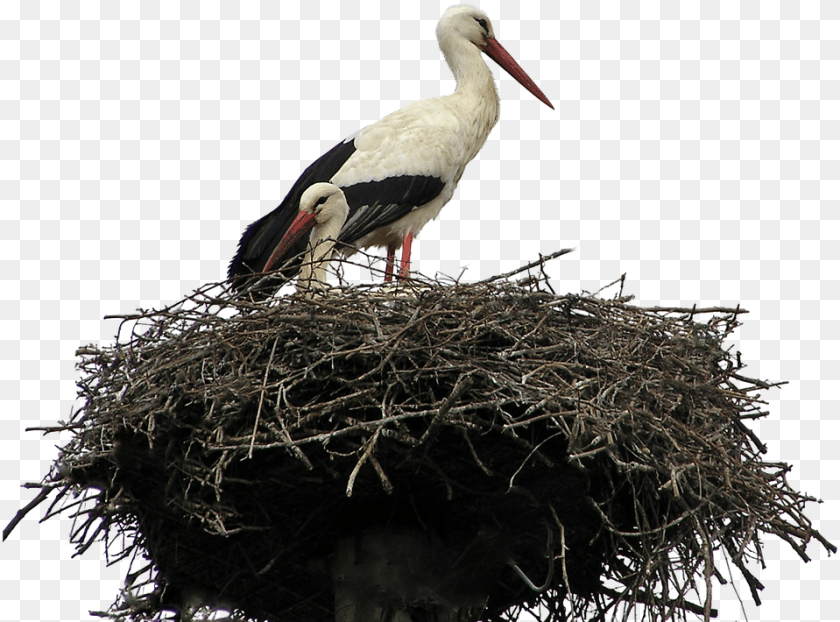 959x710 Black Birds Nest, Animal, Bird, Stork, Waterfowl Clipart PNG