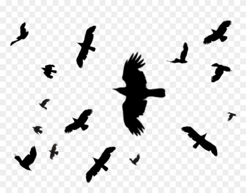 906x697 Black Birds Raven Crows Flying Silhouette, Text, Bird, Animal HD PNG Download