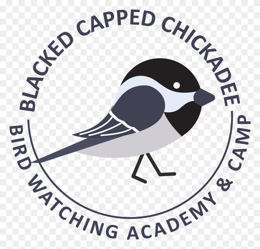 2036x1952 Black Capped Chickadee Old World Flycatcher, Animal, Bird, Blackbird HD PNG Download