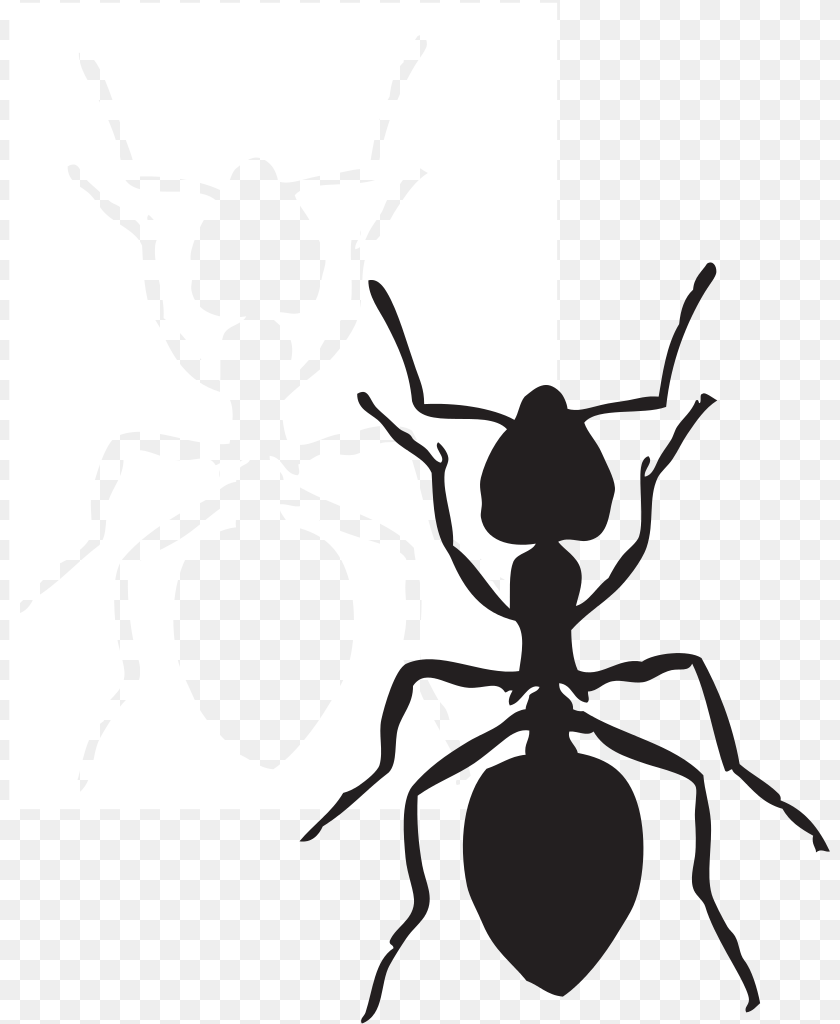 822x1024 Black Carpenter Ant Insect Fire Ant Arthropod Ant Clip Art Black, Animal, Invertebrate, Spider, Person Clipart PNG