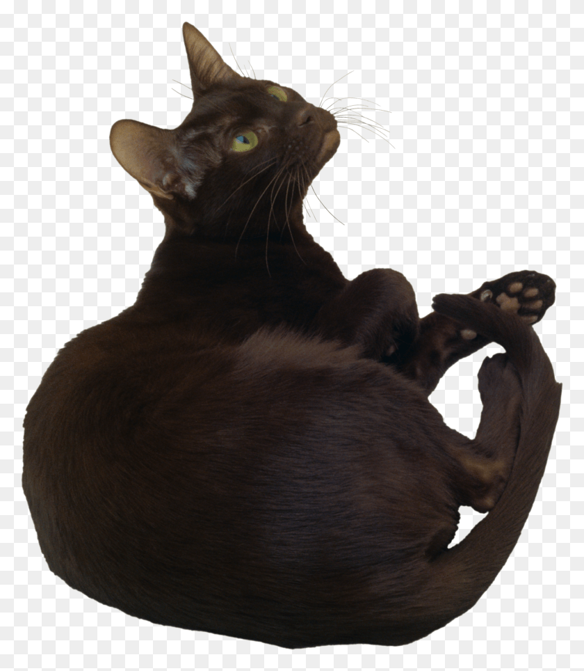 1942x2253 Black Cat, Cat, Pet, Mammal HD PNG Download