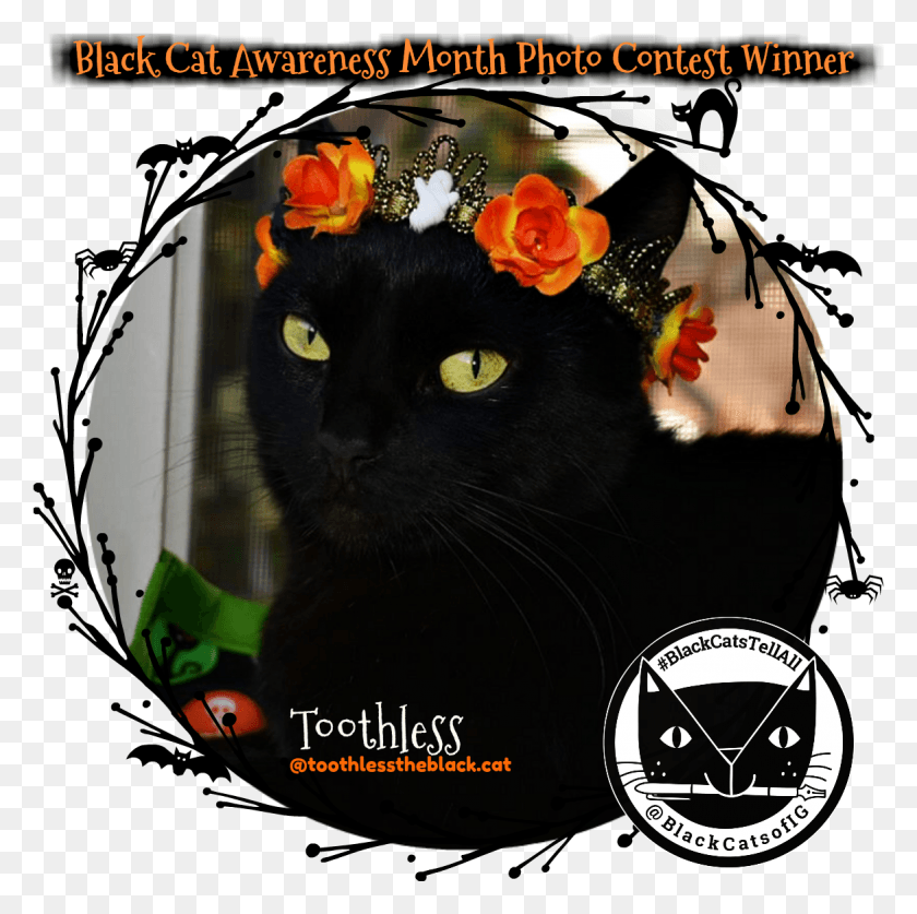 1169x1165 Black Cat Awareness Day Contest Winner Toothlesstheblack Black Cat, Cat, Pet, Mammal HD PNG Download