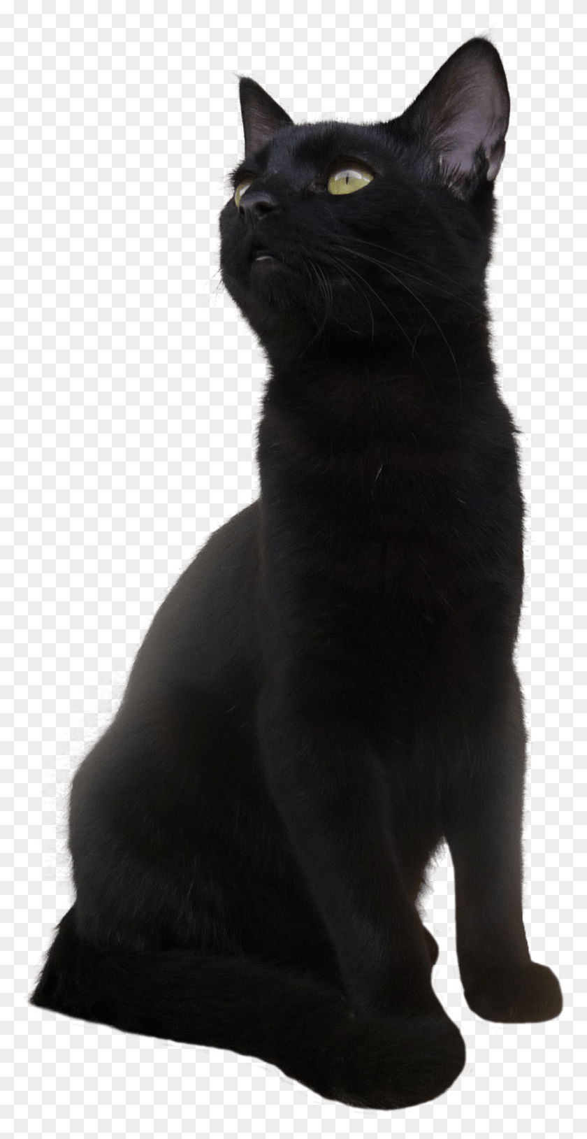 1092x2197 Gato Negro, Gato, Mascota, Mamífero Hd Png