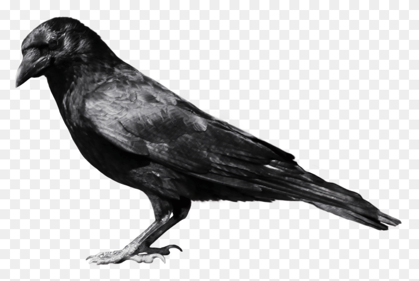 1106x715 Black Crow Sideview Crow, Bird, Animal, Blackbird HD PNG Download