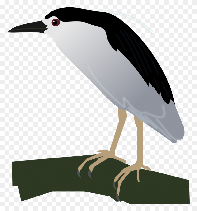 950x1024 Black Crowned Night Heron, Bird, Animal, Beak HD PNG Download
