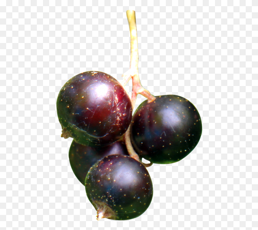 478x689 Black Currant Berries Image Blackcurrent Berries, Plant, Fruit, Food HD PNG Download