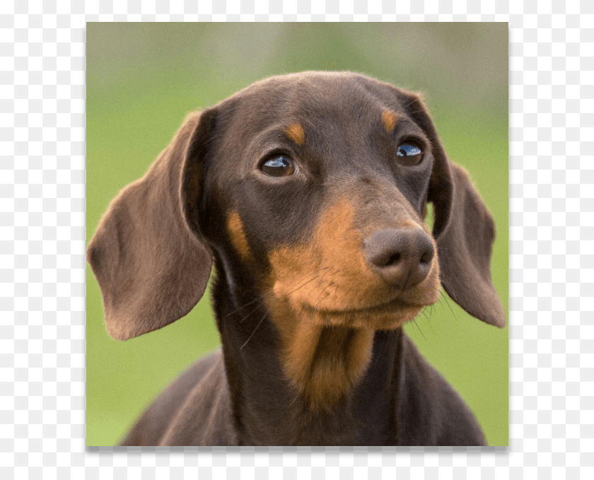 614x619 Black Dachshund Austrian Black And Tan Hound, Dog, Pet, Canine HD PNG Download