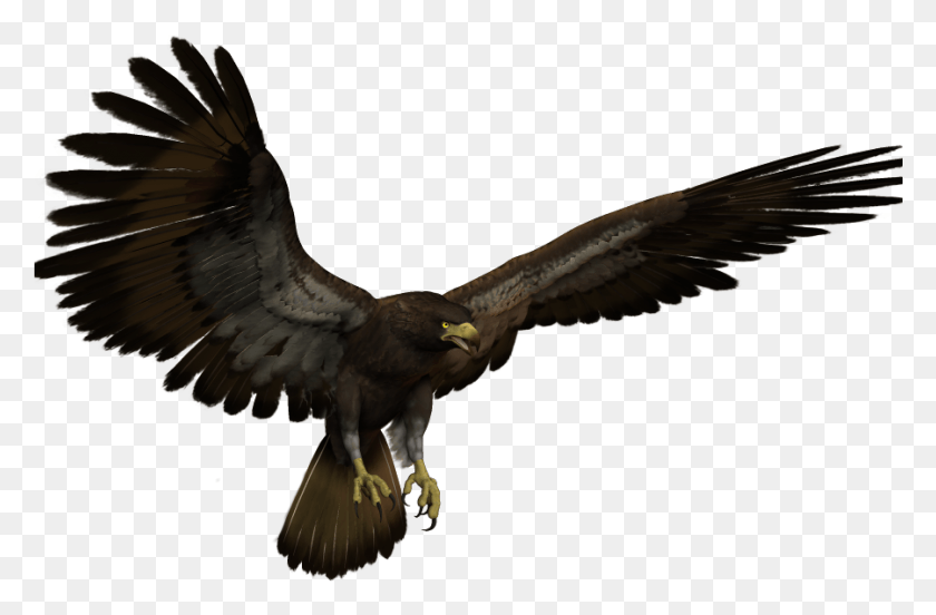 900x568 Black Eagle Flying, Bird, Animal, Vulture HD PNG Download