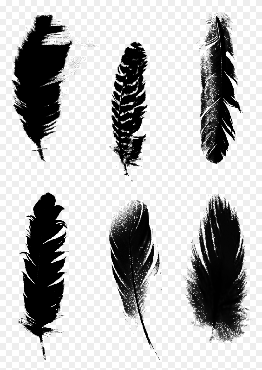 817x1179 Black Feathers Commercial Minimalist Psd Feather, Leaf, Plant HD PNG Download