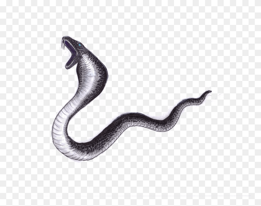 900x695 Black File Mart Black Mamba Serpiente, Reptil, Animal, Cobra Hd Png