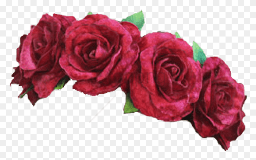 850x508 Png Черный Цветок Корона Прозрачный Цветок Корона, Роза, Растение, Цветение Png Скачать