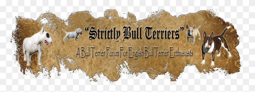 1368x427 Black Footed Ferret, Soil, Text, Dog HD PNG Download