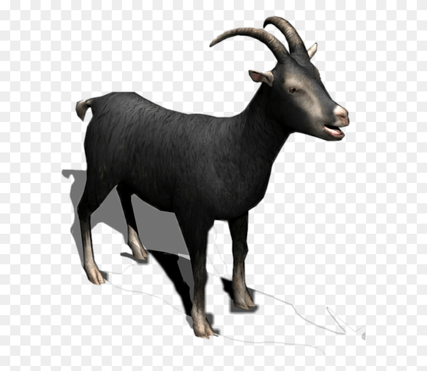 599x670 Черная Коза Рога Молоко Мясо Крупный Рогатый Скот Овца Ид Коза, Корова, Млекопитающее, Животное Hd Png Скачать