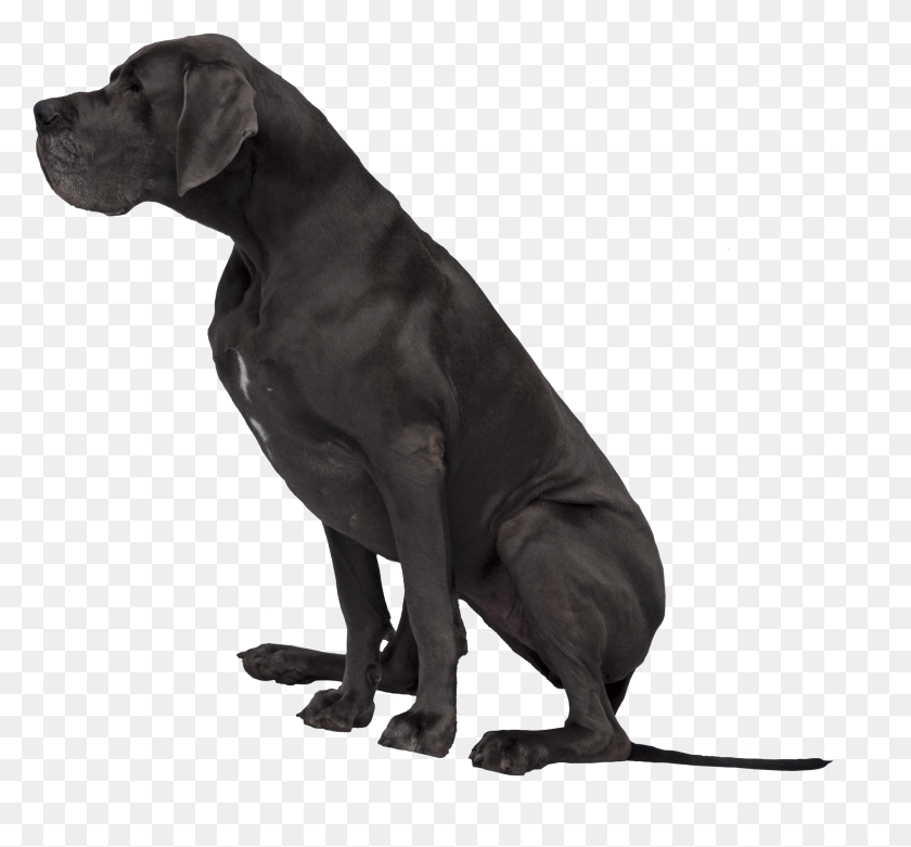 2592x2399 Black Great Dane Image, Animal, Mammal, Canine HD PNG Download