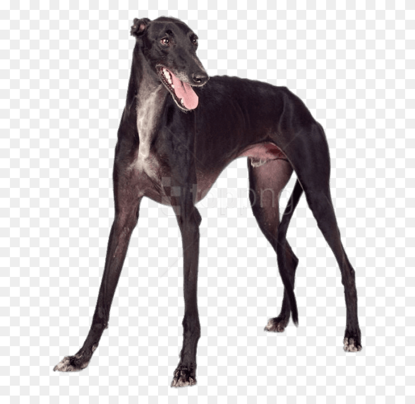 632x757 Black Greyhound Images Background Black Greyhound, Great Dane, Dog, Pet HD PNG Download