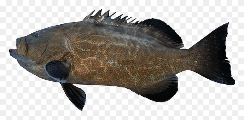 898x407 Black Grouper Sole, Fish, Animal, Cod HD PNG Download