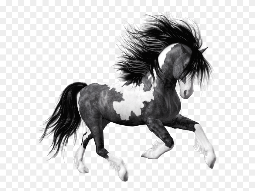 588x571 Черный Конь, Млекопитающее, Животное, Жеребец Hd Png Скачать