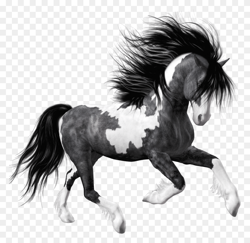1711x1663 Черный Конь, Млекопитающее, Животное, Жеребец Hd Png Скачать