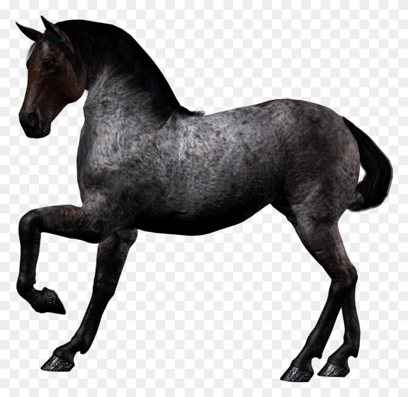 851x828 Черный Конь, Млекопитающее, Животное, Жеребец Hd Png Скачать