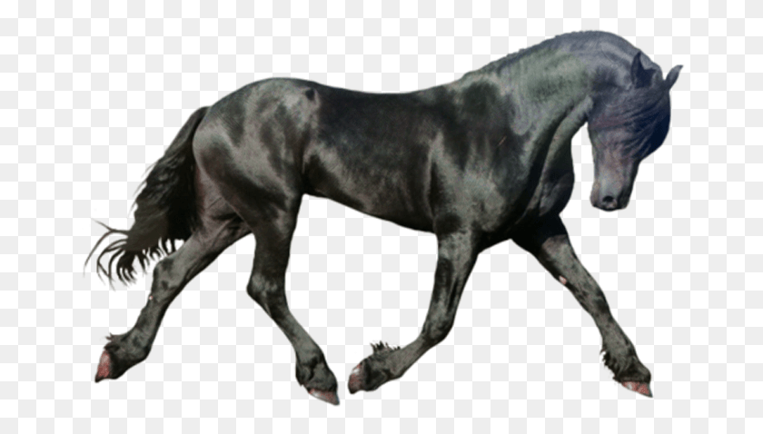 668x418 Black Horse Black Horse Running, Mammal, Animal, Stallion HD PNG Download