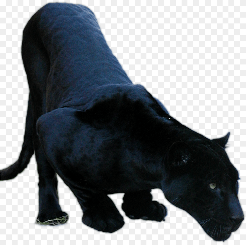 1007x1002 Black Jaguar 2 Black Jaguar Animal, Mammal, Panther, Wildlife, Canine Clipart PNG