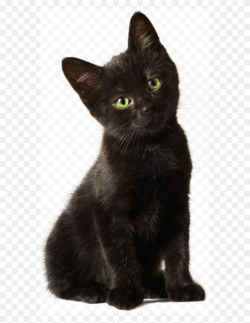 574x1024 Black Kitten, Cat, Pet, Mammal HD PNG Download
