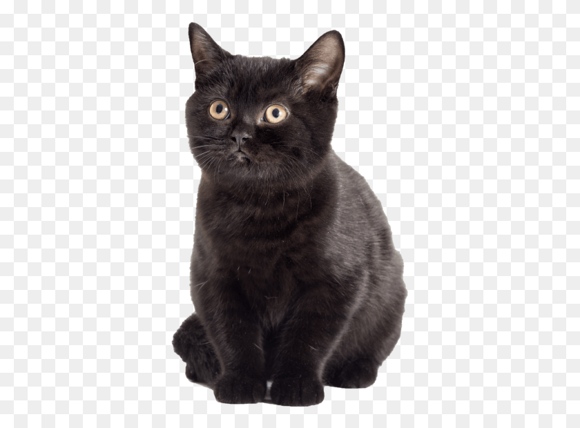 345x560 Черный Котенок Черная Кошка, Кошка, Домашнее Животное, Млекопитающее Hd Png Скачать