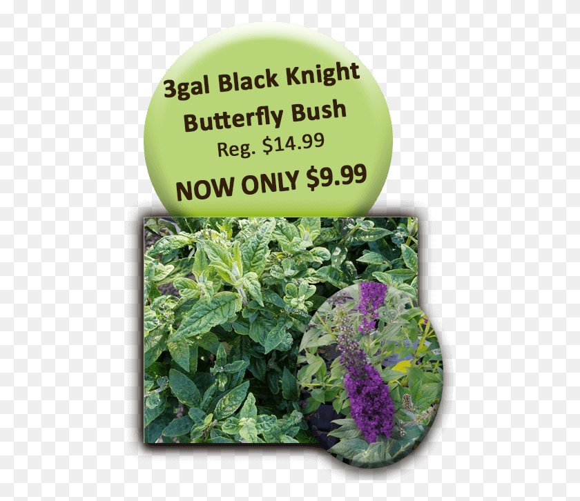 475x666 Black Knight Butterfly Bush Cheap Kitchens, Plant, Flower, Blossom HD PNG Download