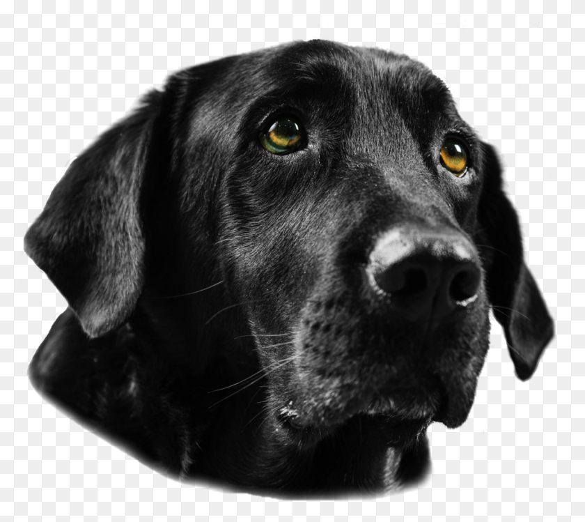 1201x1062 Black Labrador Retriever Tagged Black Lab Labrador Labrador Retriever, Dog, Pet, Canine HD PNG Download