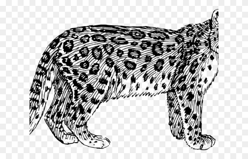 640x480 Black Leopard Cliparts Snow Leopard Clipart Black And White, Animal, Mammal, Pet HD PNG Download