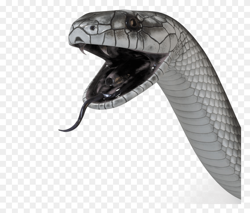 1051x883 Descargar Png / Serpiente Mamba Negra, Cobra, Reptil, Animal Hd Png