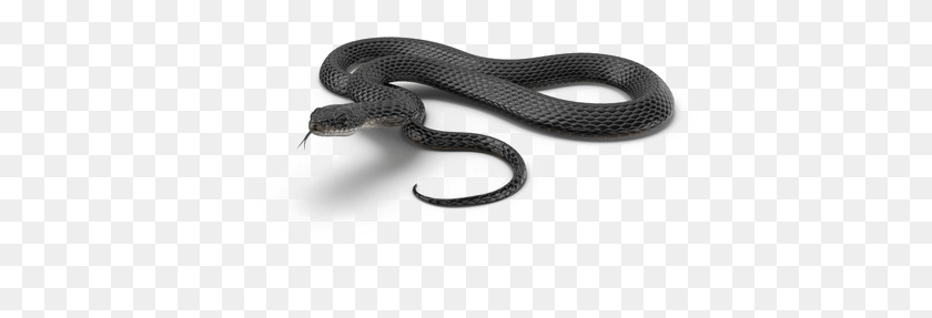 522x227 Black Mamba Snake Image Black Mamba Snake, Reptile, Animal, King Snake HD PNG Download