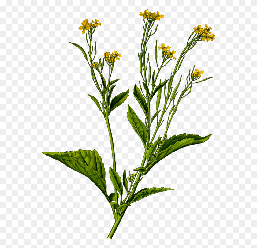 566x750 Black Mustard Seed Mustard Plant Indian Cuisine Field, Flower, Blossom, Apiaceae HD PNG Download